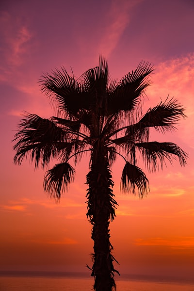 Sunsetr pink sky sago palms
